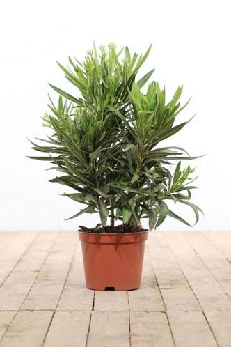 Nerium Oleander struik wit hoogte inclusief pot 50-60cm