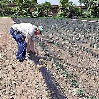 Netten voor bescherming van planten tegen kleinwild