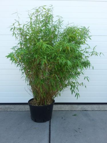 niet woekerende Bamboe fargesia Simba voor groothandelsprijs