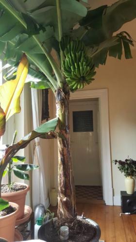 NOG 1 GROTE OVER BANANENPLANT van 180 cm