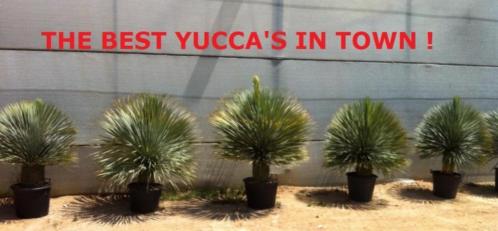 Noord Spaanse Yucca rostrata039s. NERGENS MOOIER 