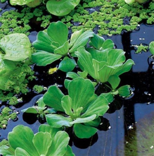 nu drijfplanten, zuurstofplanten, waterplanten