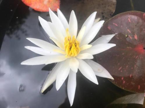 Nymphaea 034Arc en Ciel034 Nelumbogarden waterlelies Uniek in NL