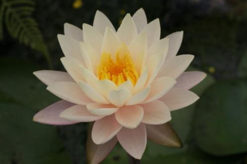 Nymphaea Florida Sunset Nelumbogarden waterlelies TOPKANS