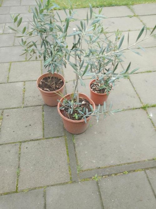 Olea Europaea (3X) in een koop of per stuk.