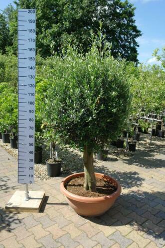Olea Europea schaal 75cm