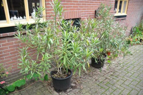 oleander in pot