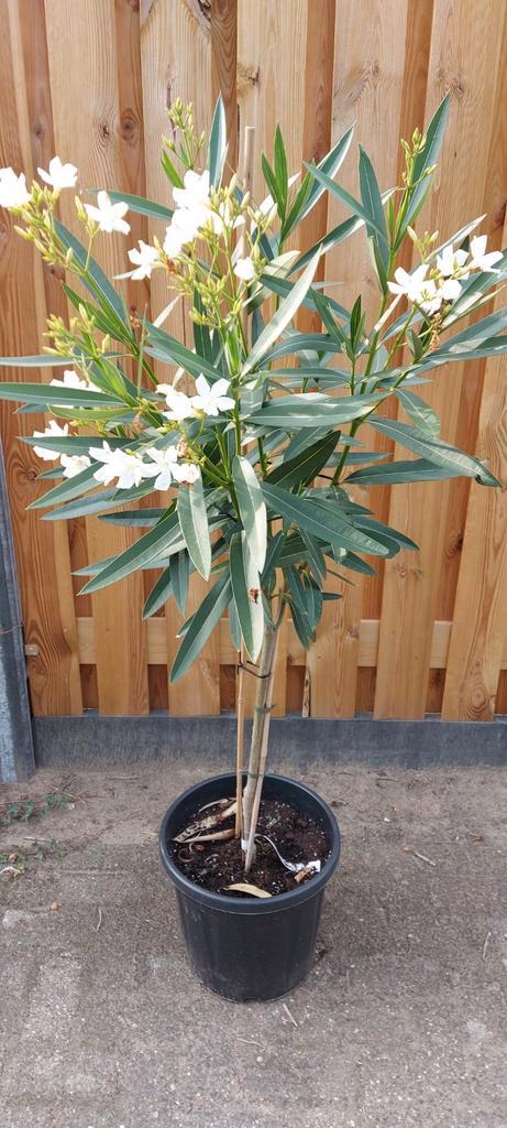 Oleander planten 406080cm diverse kleuren.