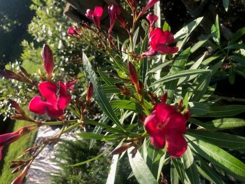 Oleander planten