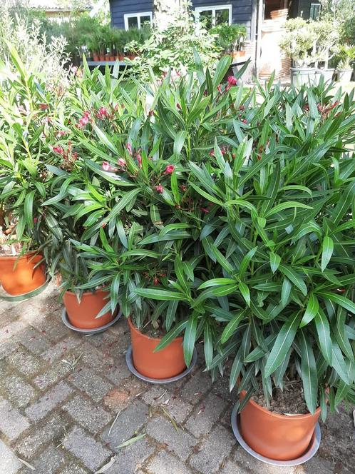 Oleander rood 140 cm hoog van  50 voor  30