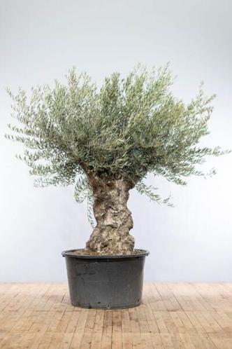 Olijfboom  Olea Europaea bonsai stamomtrek 100-120cm Pot