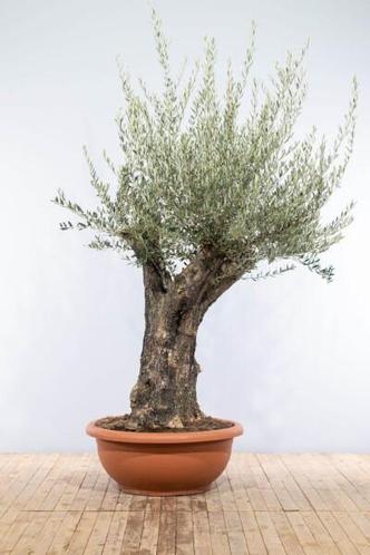 Olijfboom  Olea Europaea schaal stamomtrek 80-100cm Pot