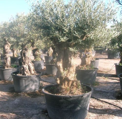 Olijfboom oud (Olea europaea)