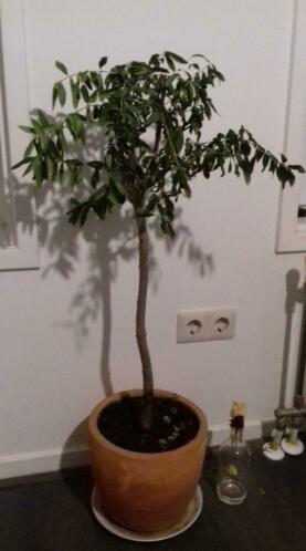 Olive tree - He needs a new home lt3