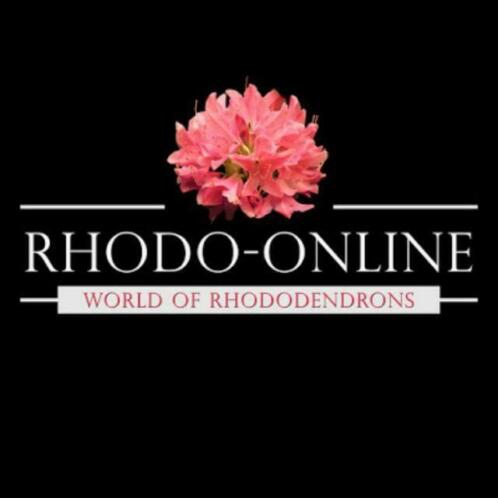 Online rhododendrons bestellen (rododendron,rhododendron)