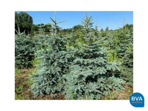 Online veiling 100x Picea Glauca, Zilverspar kerstboom boom