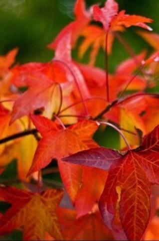 Online veiling van o.a  Sierheesters (21057)