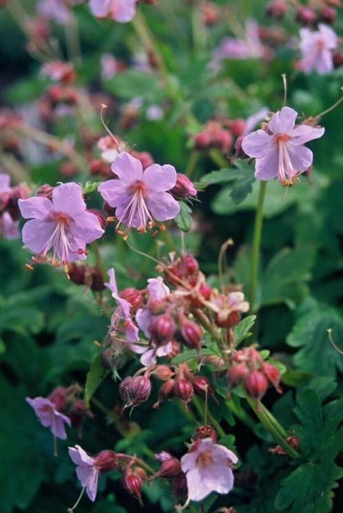 Ooievaarsbek Geranium macrorrhizum Ingwersens Variety