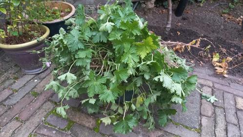 Ooievaarsbek geranium roze