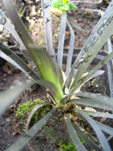 ophiopogon black mystery