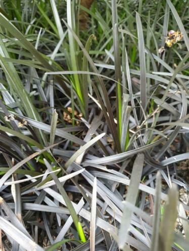 Ophiopogon planiscapis niger, zwart gras slangenbaard .