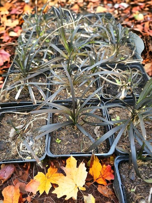 Ophiopogon planiscapus siergras Slangenbaard bodembedekker