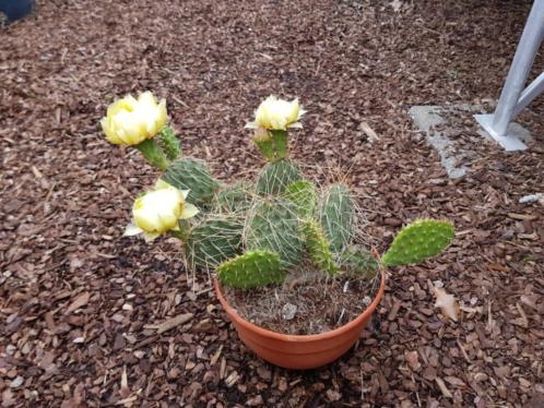 Opuntia039s, meer dan 15 soorten voldoende op voorraad. 