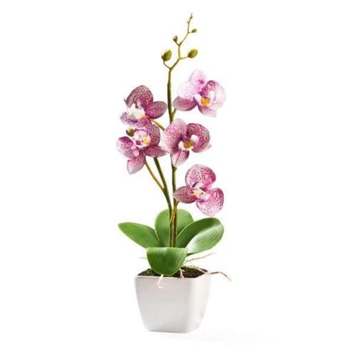 Orchidee in pot, roze