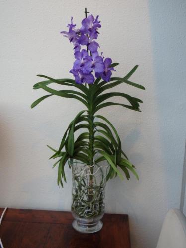 Orchidee Vanda magic blue