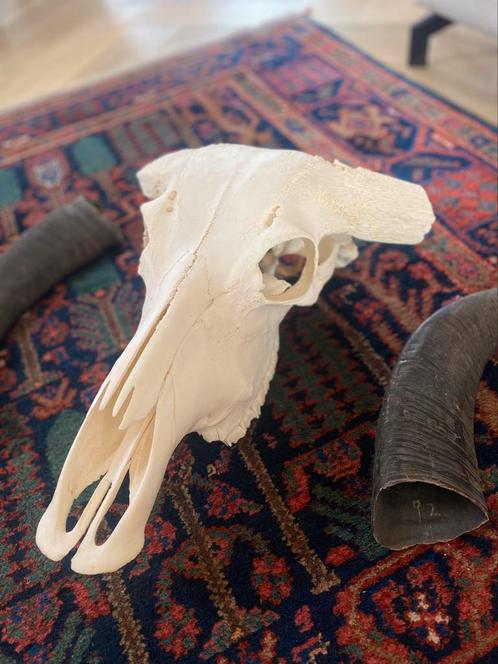 Originele schedel waterbuffel XL