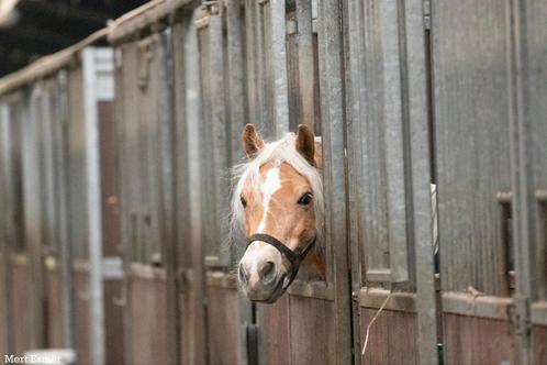 Paardenstage - Pensionstal