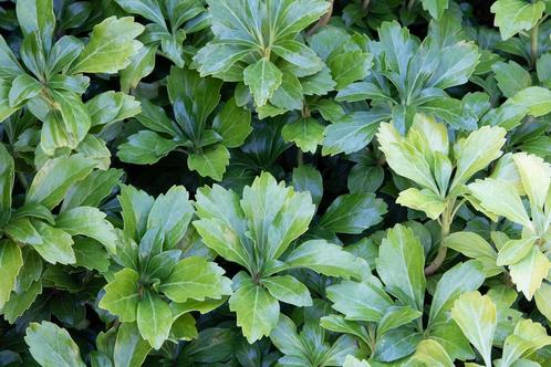 Pachysandra Green Carpet (Pachysandra terminalisx27)