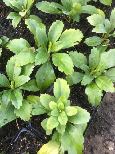 Pachysandra terminalis