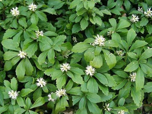 Pachysandra terminalis Green sheen Green carpet Lage prijs