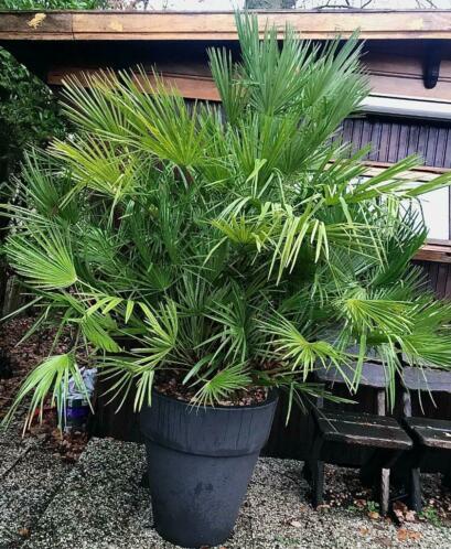 Palm Chamaerops humilis