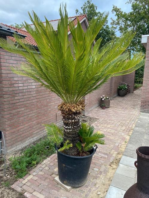 Palm Cycas Revoluta 220cm hoog