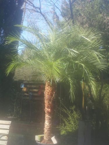 Palm, palmboom, phoenix roebelini