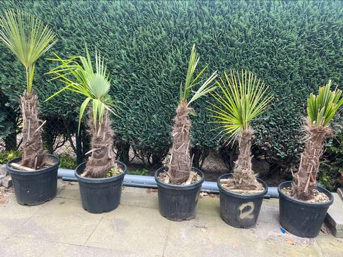 Palm. Trachycarpes fortuni stam 75 cm tot 55 cm. WINTERHARD