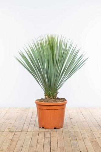 Palm  Yucca Rostrata op stam stamhoogte 80-100cm Pot