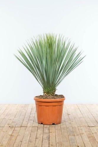 Palm  Yucca Rostrata op stam stamhoogte 80-100cm Pot