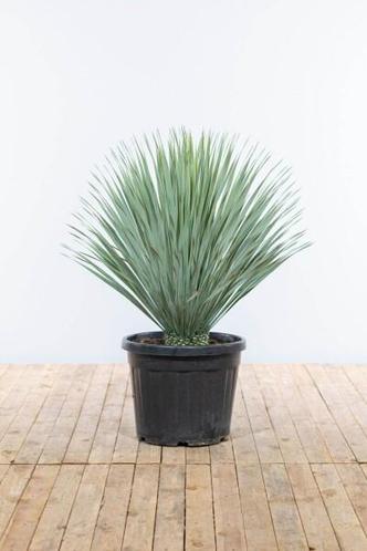 Palm  Yucca Rostrata struik hoogte inclusief pot 100-125cm
