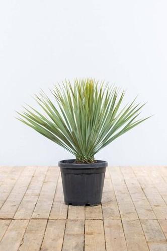 Palm  Yucca Rostrata struik hoogte inclusief pot 40-60cm