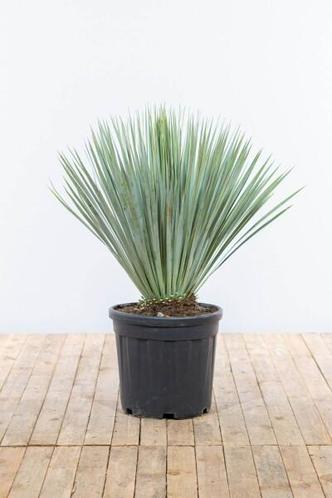 Palm  Yucca Rostrata struik hoogte inclusief pot 80-100cm