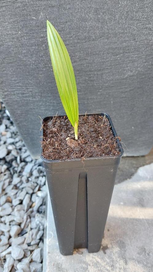 Palm zaailing incl. pot (fortunei x wagnerianus)