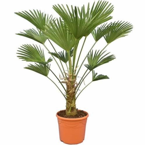 palmbomen 2 halen 1 betalen Trachycarpus wagnerianus