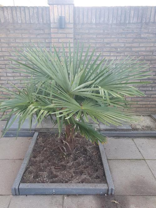 Palmbomen (gekweekt in nederland)