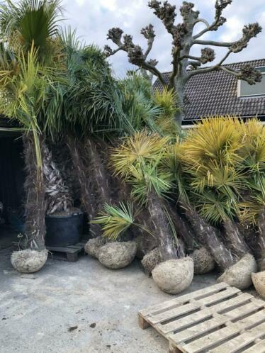 palmbomen rootballen palmboom te koop scherpe prijs