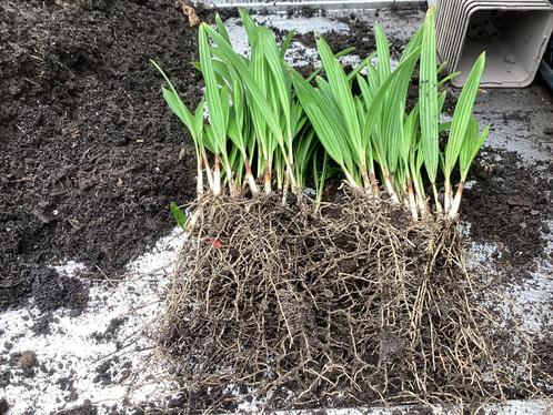 Palmbomen  Trachycarpus fortunei 1jaar zaailingen