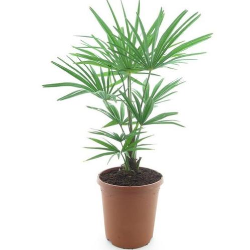 palmbomen-Trachycarpus fortunei-winterhard-tropische planten