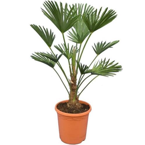 palmbomen-Trachycarpus wagnerianus-winterhard-tropische plan